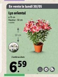 En vente le lundi 30/05 Lys oriental  a 19 cm Hauteur : 50 cm 309  50 cm  Tamiltaa challe  659