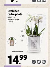 Orchidee cadre photo  19.8 cm Hauteur : 47 cm 0436  Panitia chale  1499 000