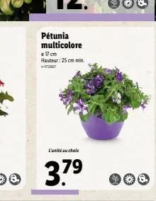 petunia multicolore .1 cm hauteur : 25 cm min  with au choix  3.79