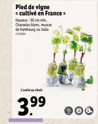 Pied de vigne  cultivé en France Hauteur : 30 cm min. Chasselas blanc, muscat de hambourg ou italia  tumal u chai  3.99