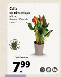 Calla en céramique a 15 cm Hauteur : 37 cm min.  L'unité au chale  799