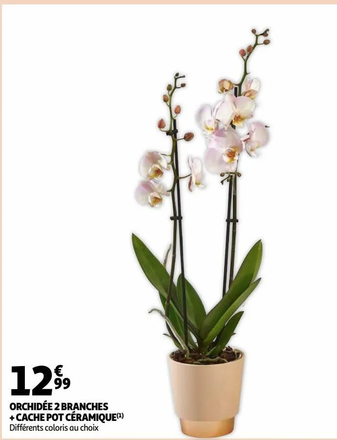 orchidée 2 branches + cache pot céramique