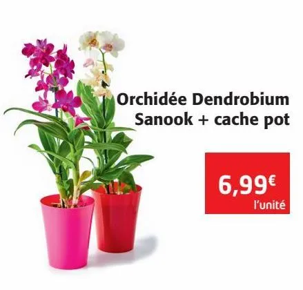orchidée dendrobium sanook + cache pot