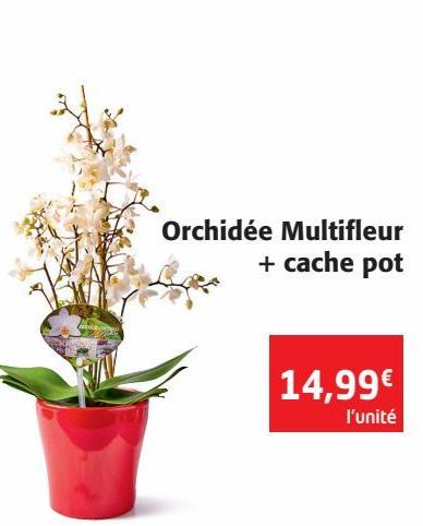 Orchidée Multifleur + cache pot