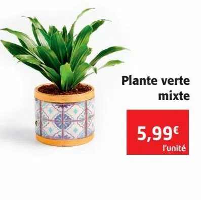 plante verte mixte