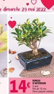 le dimanche 29 mai 2022  14  bonsai d'intérieur 5 ans. pot de 15 cm.  dans paquet cadeau.