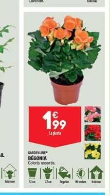 199  La plante  GARDENLINE  BEGONIA Coloris assortis.  12 cm  22 cm Regulier -onbe vivin