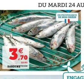 (11)  ¹  3.  leng  sardine.