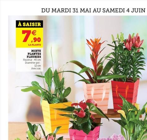 DU MARDI 31 MAI AU SAMEDI 4 JUIN  À SAISIR    ,90  LA PLANTE  MIXTE PLANTES  FLEURIES Hauteur: 45 cm Diamètre pot  12 cm Avec sac