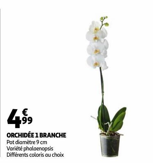 ORCHIDÉE 1 BRANCHE