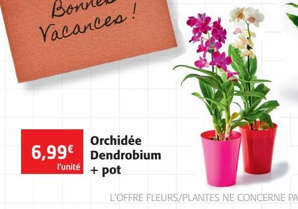 orchidee dendrobium + pot