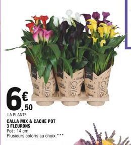 650  Calla  Calla  I.E.  Calla