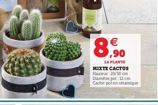 HER   ,90  LA PLANTE  MIXTE CACTUS Hauteur: 25/30 cm Diamètre pot 12 cm Cache-pot en céramique