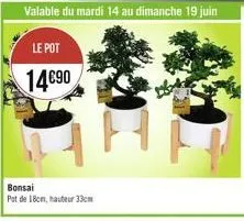 -  bonsai  pot de 18cm, hauteur 33cm