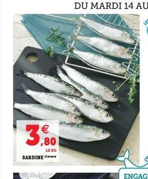 sardine  le kg