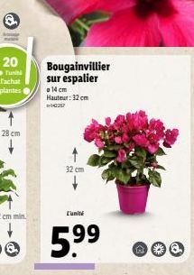 Bougainvillier sur espalier  a 14 cm Hauteur: 32 cm 1-1-2257  32 cm  L'unité  ***