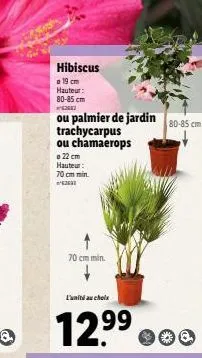 hibiscus  a 19 cm  hauteur:  80-85 cm  ou palmier de jardin trachycarpus ou chamaerops  22 cm hauteur: 70 cm min. 62631  70 cm min.  l'unité au choix  99  12.??  80-85 cm