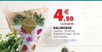 kalanchoe