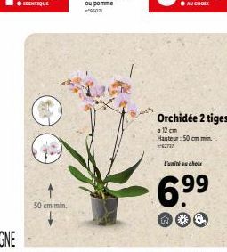 50 cm min.  LE PRODUT ..  Orchidée 2 tiges  a 12 cm Hauteur: 50 cm min.  277  L'unité au chole  6.??  no