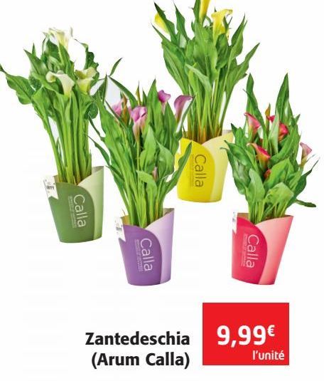 Zantedeschia