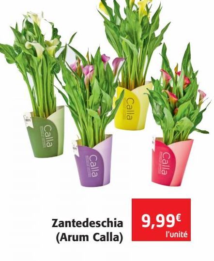 Zantedeschia Arum Calla