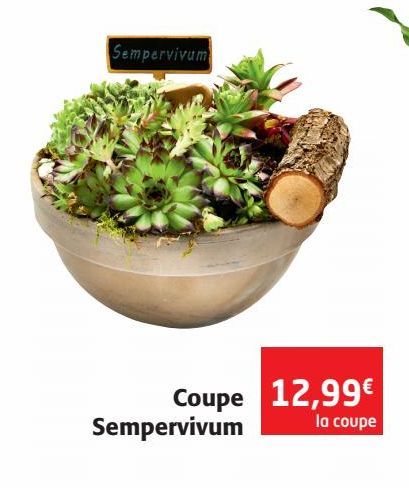 Coupe Sempervivum