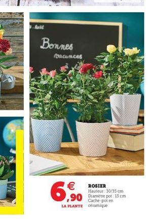 Bonnes  facances  6,90   ROSIER  Hauteur: 30/35 cm  Cache-pot en  LA PLANTE céramique