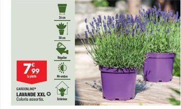 799  La plat  GARDENLINE  LAVANDE XXL O Coloris assortis.  26cm  58 cm  Regler  Miembre  Extre