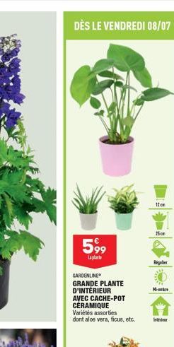 DÈS LE VENDREDI 08/07  599  ??????  GARDENLINE GRANDE PLANTE  D'INTÉRIEUR AVEC CACHE-POT CÉRAMIQUE Variétés assorties dont aloe vera, ficus, etc.  12cm  15cm  Regler  M