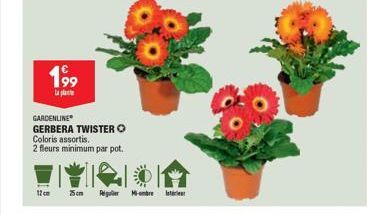 19?9  La plate  12cm  GARDENLINE  GERBERA TWISTER O Coloris assortis.  2 fleurs minimum par pot.  Sen Peguer M-ombre Int