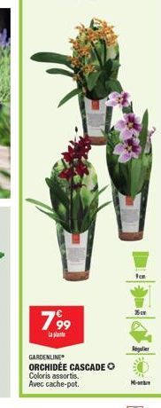 799  La plant  GARDENLINE  ORCHIDÉE CASCADE ?  Coloris assortis.  Avec cache-pot.  75cm  Regler  M