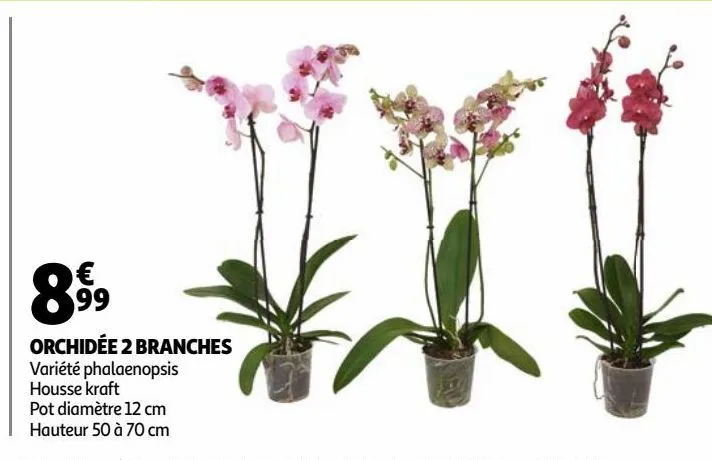 orchidée 2 branches