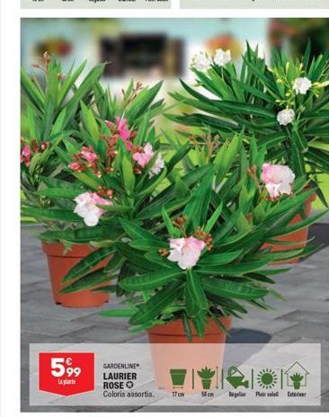 599  La plante  GARDENLINE LAURIER  ROSE O  Coloris assortis. 17cm  Son  RiglerPinsel E