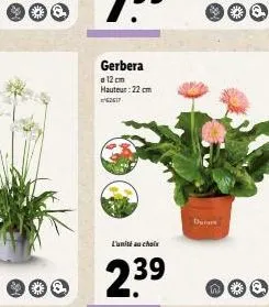 gerbera