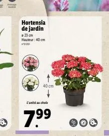 hortensia de jardin  23 cm hauteur: 40 cm  s  40 cm  l'unité au choix  7.?9?  g