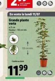 l'unité au chois  130 cm min  en vente le lundi 11/07 grande plante verte  a 21 cm hauteur: 130 cm min. 1206  11.9??  99  &