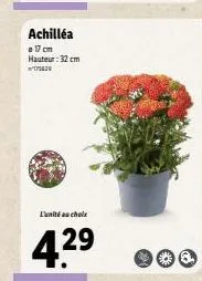 achilléa 17 cm hauteur: 32 cm 175829  l'unité au choix  4.29  