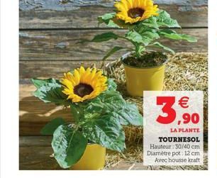   3,90  LA PLANTE TOURNESOL Hauteur: 30/40 cm Diamètre pot: 12 cm Avec housse kraft