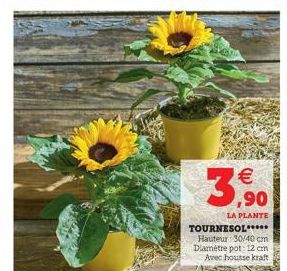   ,90  LA PLANTE  TOURNESOL***** Hauteur 30/40 cm Diamètre pot: 12 cm Avec housse kraft