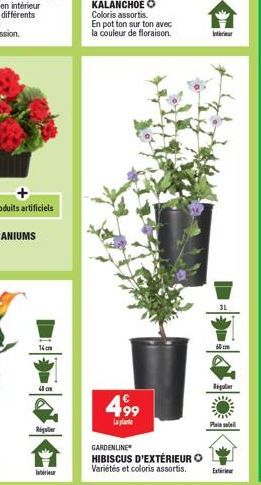 14cm  Regulier  Interieur  Coloris assortis.  En pot ton sur ton avec la couleur de floraison.  4,99  La  GARDENLINE HIBISCUS D'EXTÉRIEUR O Variétés et coloris assortis.  Inter  31  Regler  Plain