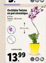 Orchidée Twister en pot céramique  a 13 cm Hauteur: 40 cm min. 15711  L'unité au chole  40 cm min.  13.??  99  no