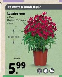 En vente le lundi 18/07  Laurier rose  17 cm Hauteur: 55 cm min. 62694  55 cm min  L'unité  5.9??  99