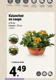 kalanchoe 3m