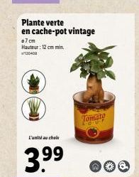 Plante verte en cache-pot vintage  07cm Hauteur: 12 cm min. 0408  L'unité au choix  3.??9  Tomate