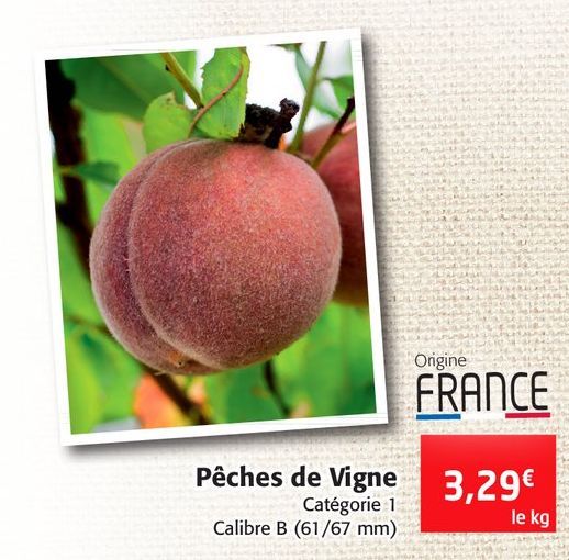 Pêche de vigne