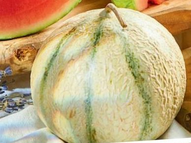 Melon de Cavaillon bio