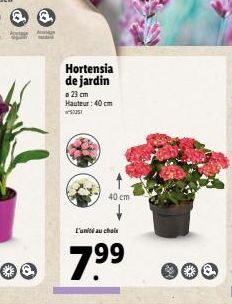 & @  Hortensia de jardin  23 cm Hauteur: 40 cm  s  40 cm  L'unité au choix  7.?9?  G