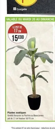 courgette  plantes exotiques varieté bananier ou pachira ou beaucarnea, pot de 17 cm hauteur 50/70 cm