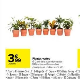 399  la plante  plantes vertes  012 cm dans pot en teme cuite. différentes variétés au choix: chlorophytum, croton, areca, etc...