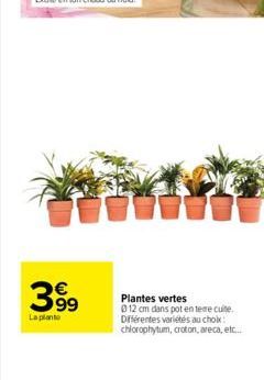 399  La plante  Plantes vertes  012 cm dans pot en terre cuite. Différentes variétés au choix: chlorophytum, croton, areca, etc...